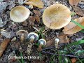 Cortinarius trivialis-amf699-1